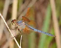 Purple Skimmer - photo 4
