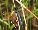 Purple Skimmer - photo 5