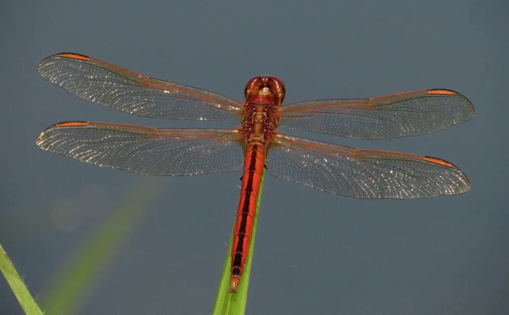 Needham's Skimmer - photo 2