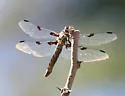 Hoary Skimmer