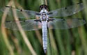 Hoary Skimmer - photo 2