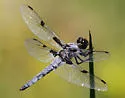 Hoary Skimmer - photo 3