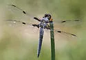 Hoary Skimmer - photo 4