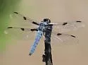 Hoary Skimmer - photo 5