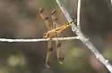 Painted Skimmer