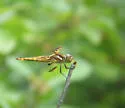 Painted Skimmer - photo 2