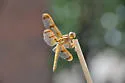 Painted Skimmer - photo 3