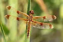 Painted Skimmer - photo 4