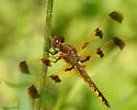 Painted Skimmer - photo 5