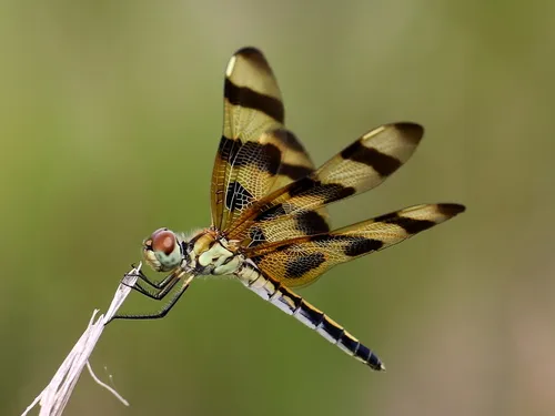 Skimmers - photo 2