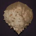 Portly Spider Crab