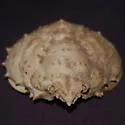 Portly Spider Crab - photo 2