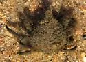 Portly Spider Crab - photo 3