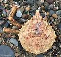 Portly Spider Crab - photo 4