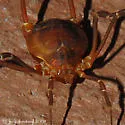 Libitioides albolineata