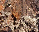 Libitioides albolineata - photo 2