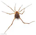 Libitioides ornata - photo 2