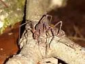 Libitioides ornata - photo 4