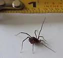 Libitioides ornata - photo 5