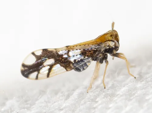 Liburniella ornata - photo 3