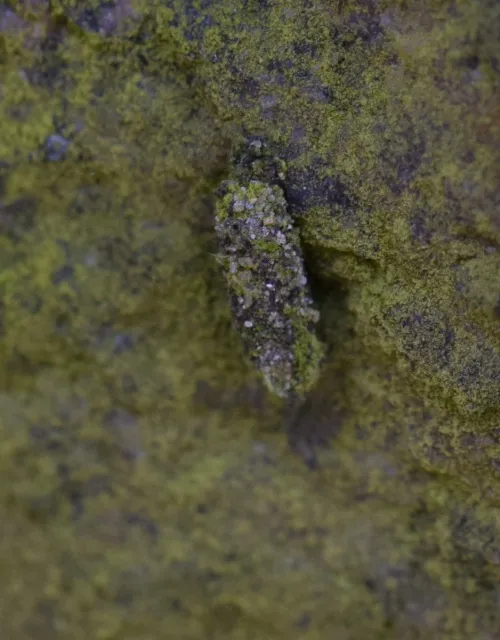 Lichen Case-bearer - photo 3