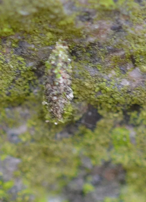 Lichen Case-bearer - photo 4