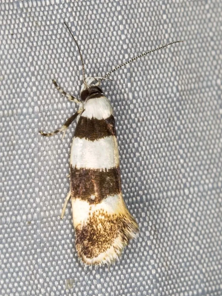 Lichenaula arisema - photo 2