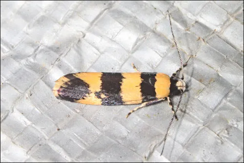 Lichenaula arisema - photo 5