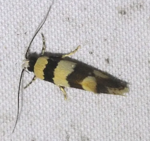 Lichenaula arisema - photo 8