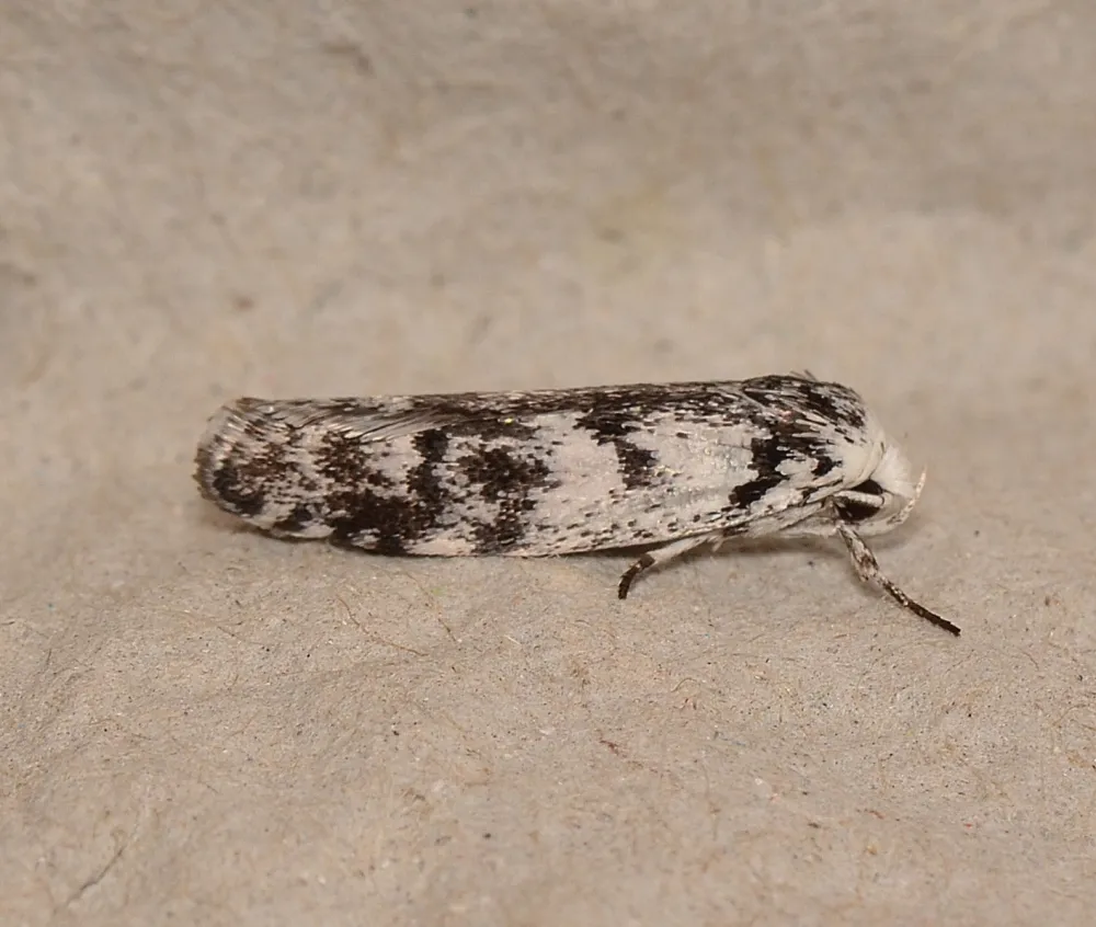 Lichenaula onychotypa - photo 2