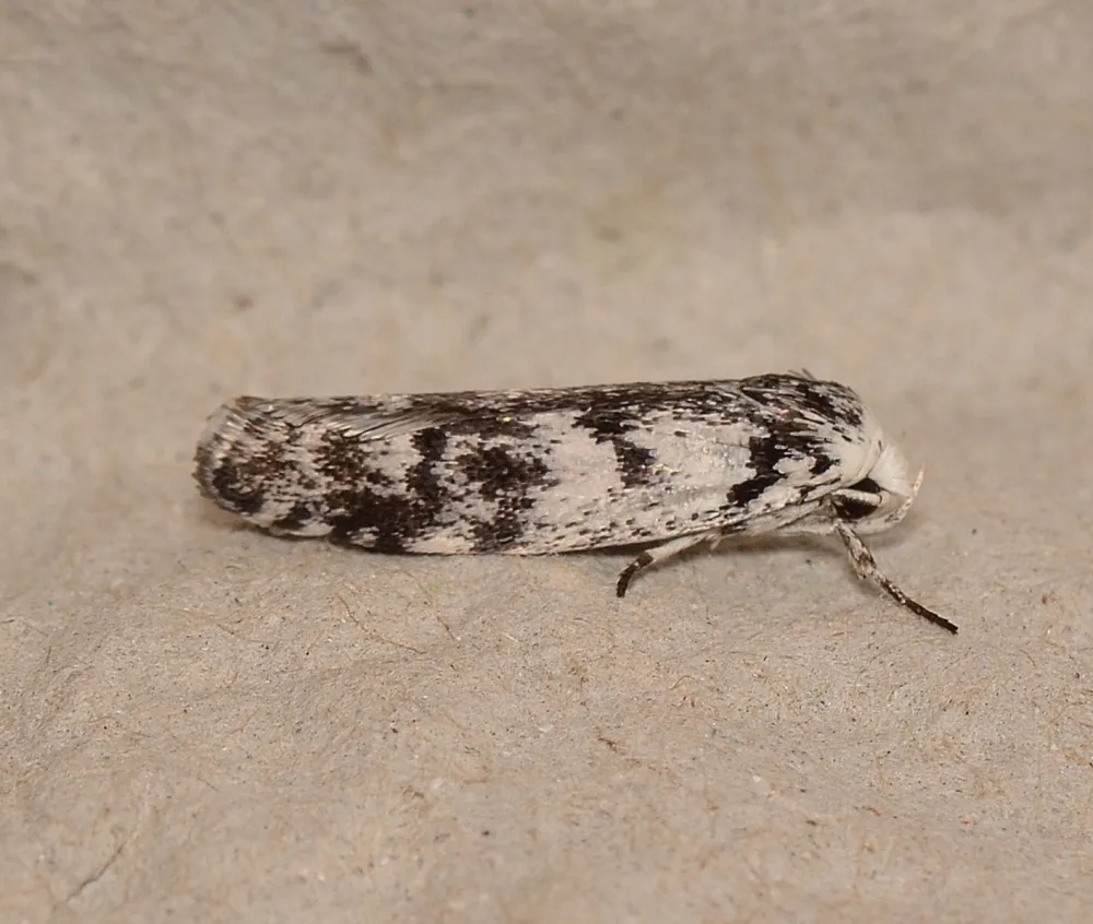 Lichenaula onychotypa - photo 3