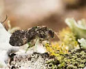 Lichenomima cf. sparsa - photo 2