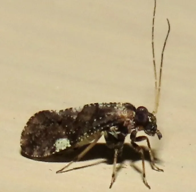 Lichenomima chelata - photo 2
