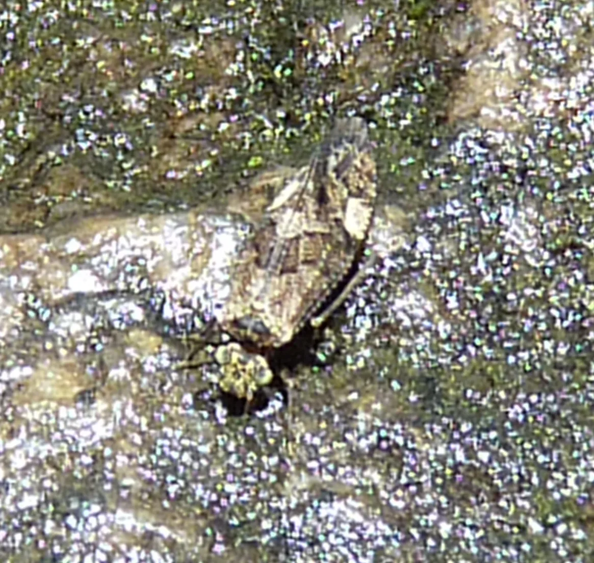 Lichenomima coloradensis