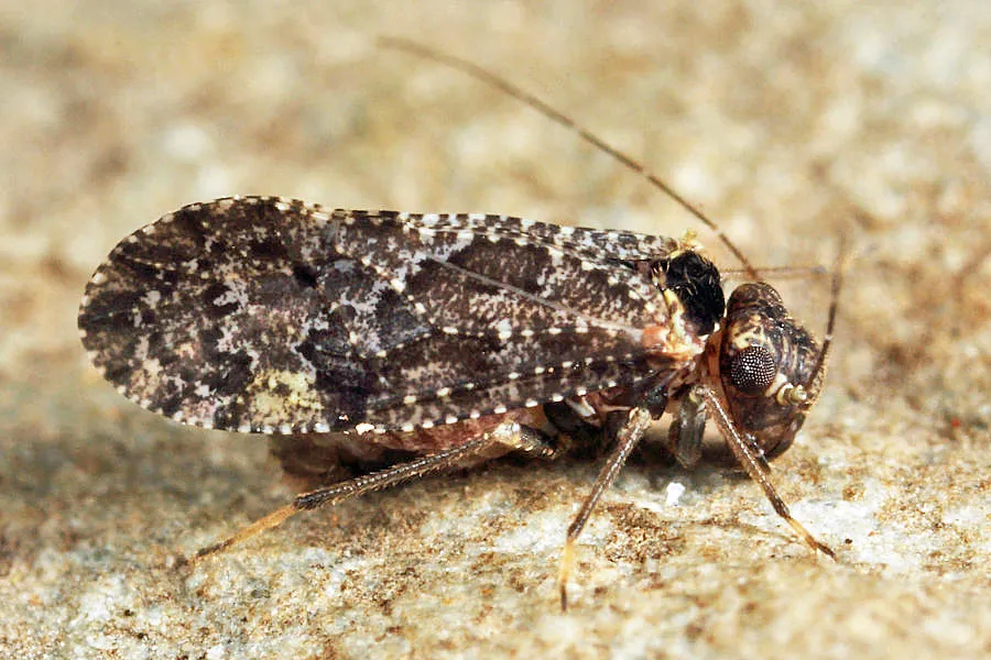 Lichenomima lugens