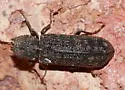 Lichenophanes armiger - Lichenophanes armiger