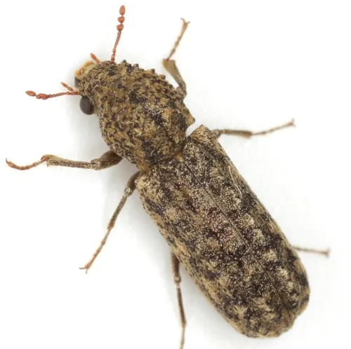Lichenophanes bicornis
