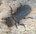 Lichenophanes californicus - photo 4