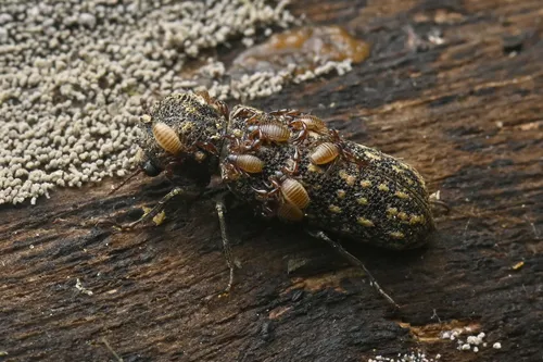 Lichenophanes carinipennis