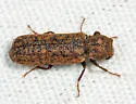 Lichenophanes mutchleri - photo 3