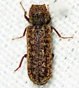 Lichenophanes mutchleri - photo 5