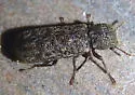 Lichenophanes truncaticollis