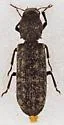 Lichenophanes truncaticollis - photo 2