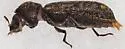 Lichenophanes truncaticollis - photo 3
