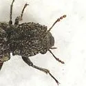 Lichenophanes truncaticollis - photo 4