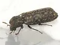 Lichenophanes truncaticollis - photo 5