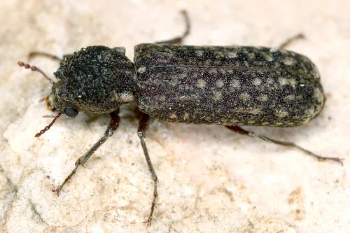 Lichenophanes varius