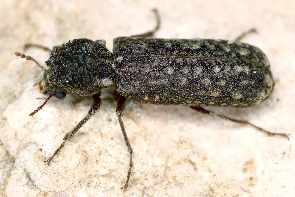 Lichenophanes varius - photo 2