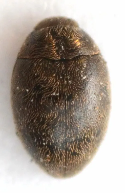 Lichminus tenuicornis