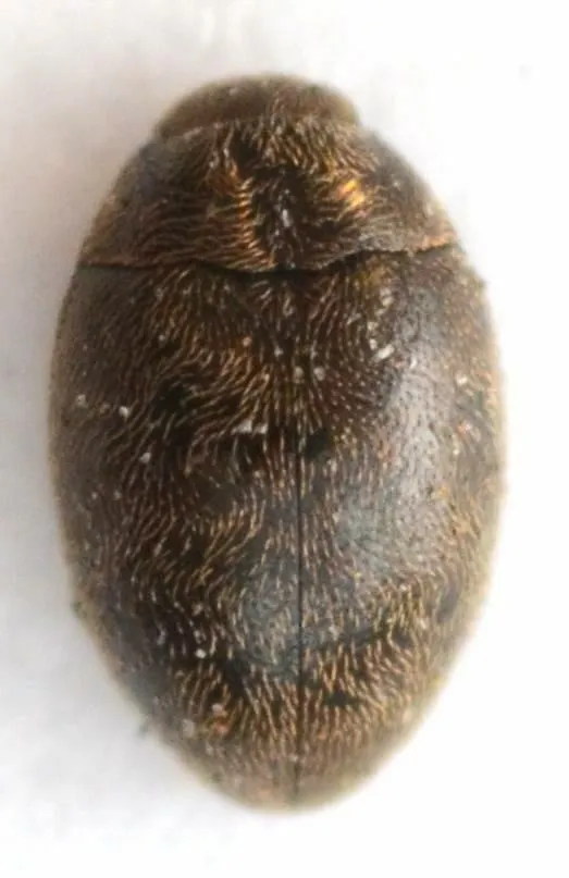 Lichminus tenuicornis - photo 3